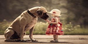 Mơ Thấy Chó: Giải Mã Các Điềm Báo Cùng Các Con Số Tài Lộc