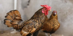 Mơ Thấy Gà: Giải Mã Chi Tiết Bật Mí Con Số May Mắn